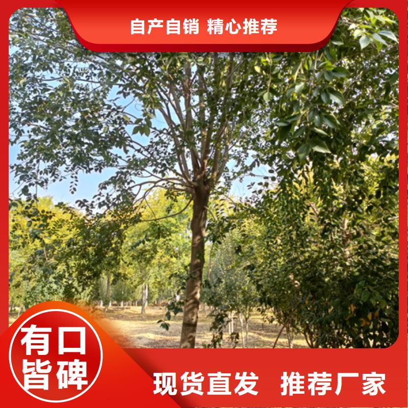 法桐白蜡质检严格好货有保障