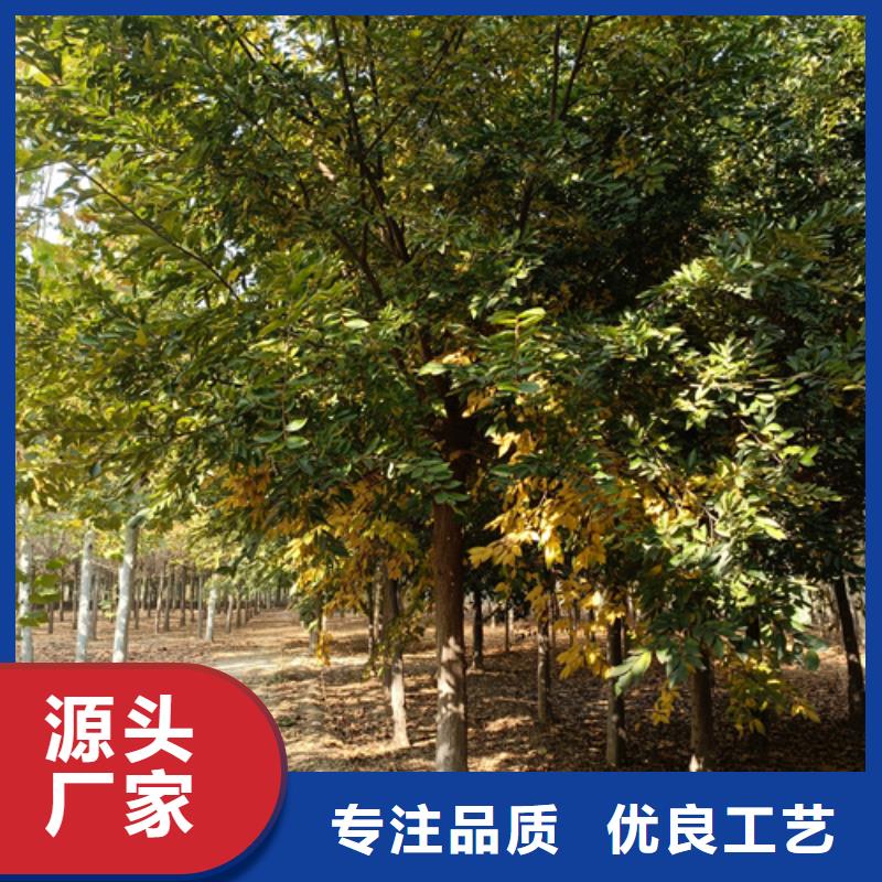 ​法桐金叶槐N年大品牌本地供应商
