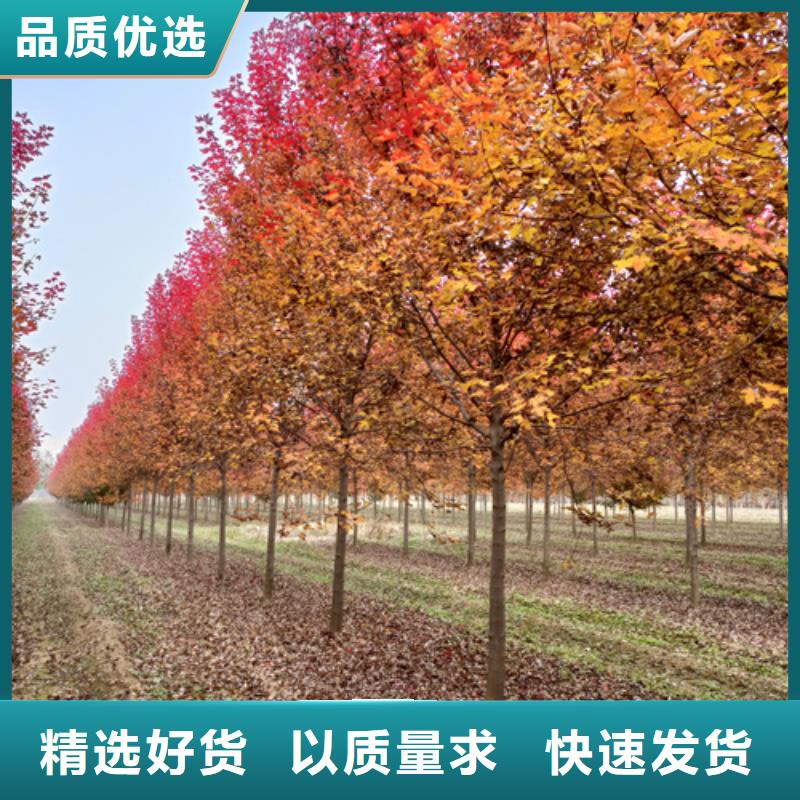 法桐行情畅销全国绿化乔木大库存无缺货危机