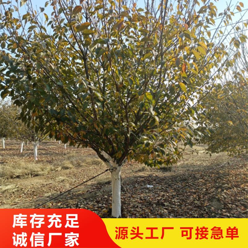为您提供法桐厂家同城生产商