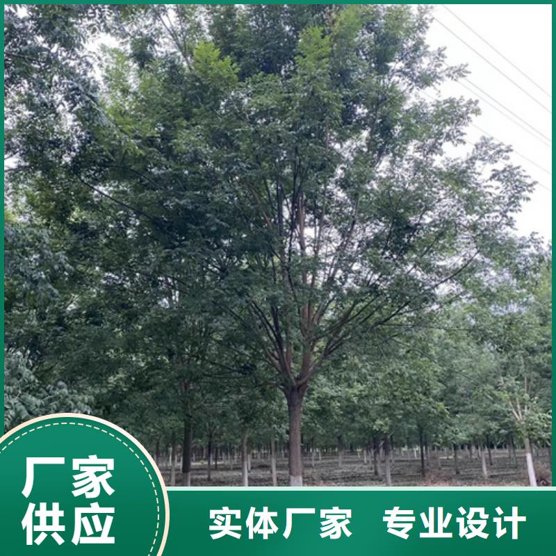 大规模法桐行情生产厂家当地制造商