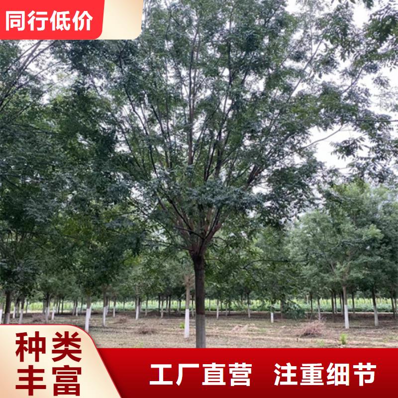 有现货的造型法桐厂家服务至上