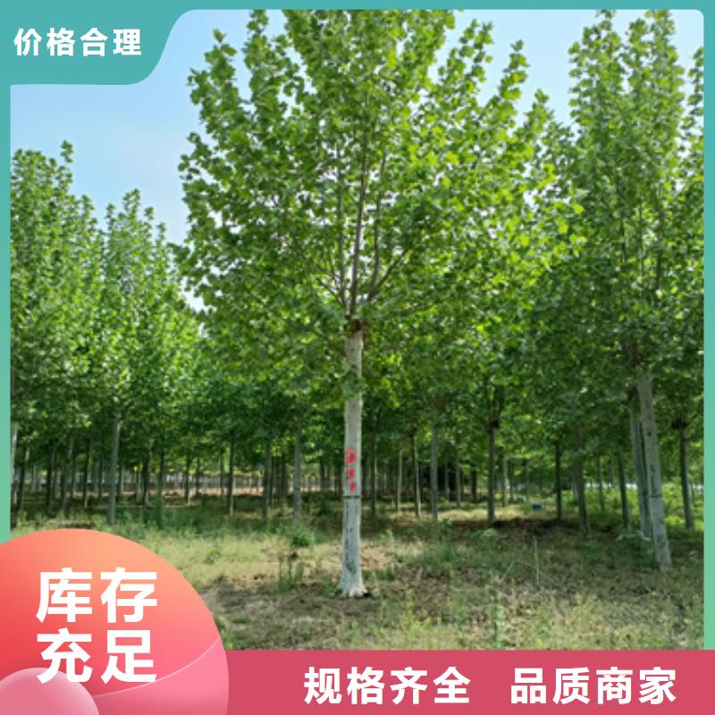 法桐现货直供苗木基地让客户买的放心