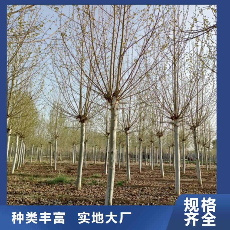 造型法桐资质全可信赖同城公司