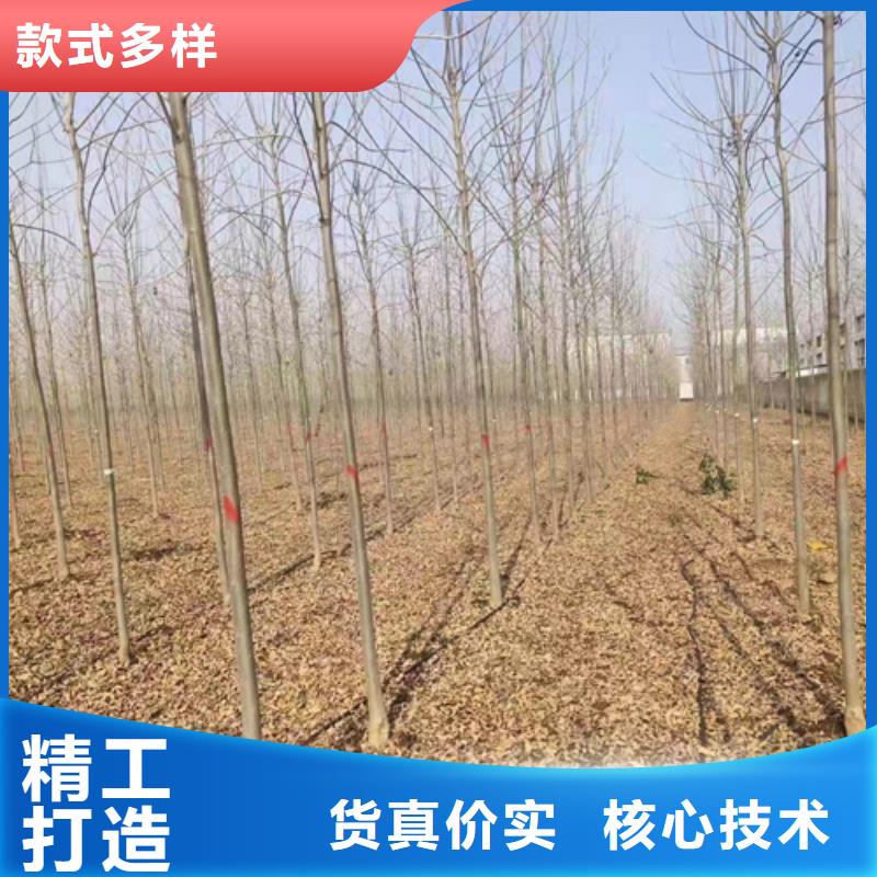 法桐质量放心苗木基地交货准时