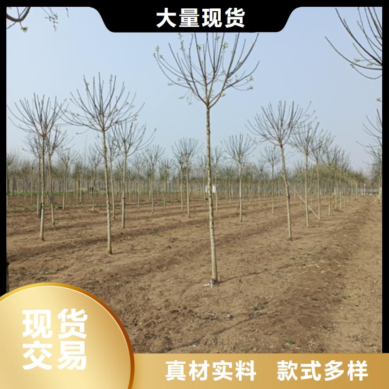 靠谱的法桐厂家不断创新
