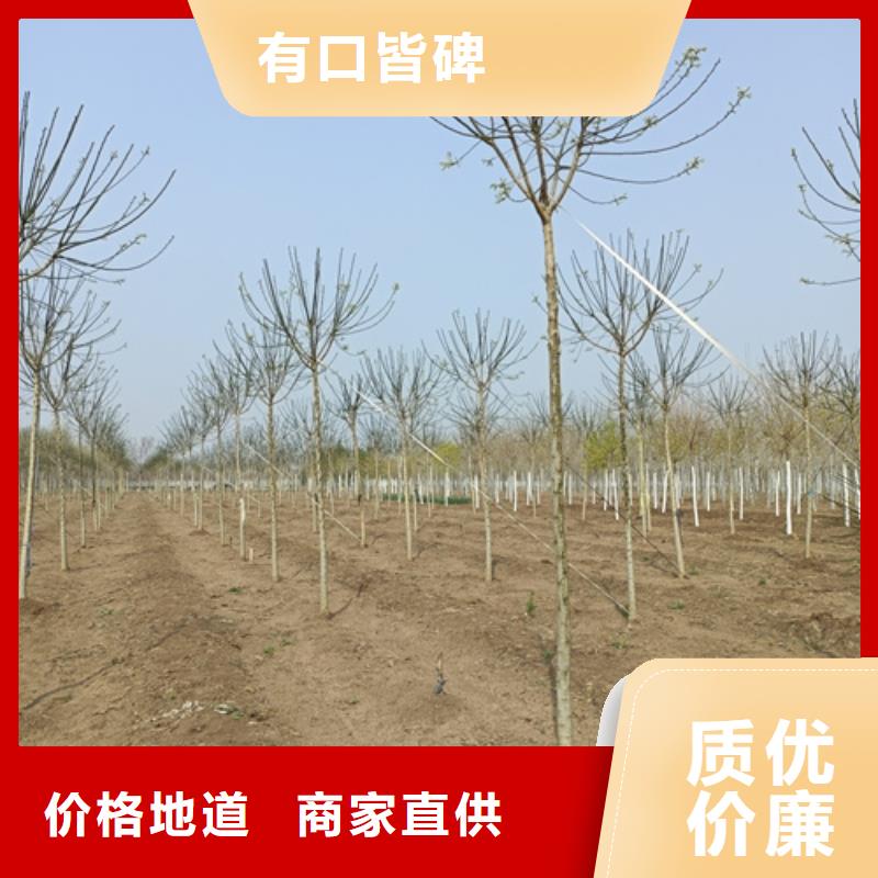 法桐来图加工定制源头厂家