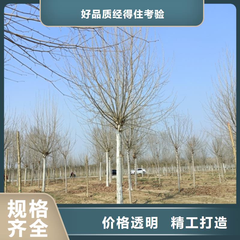法桐行情真正的厂家货源设计合理