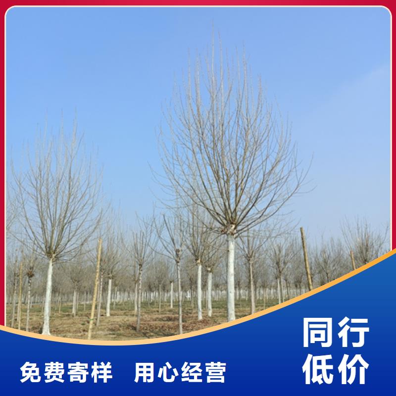 法桐白蜡品质优选多年行业积累