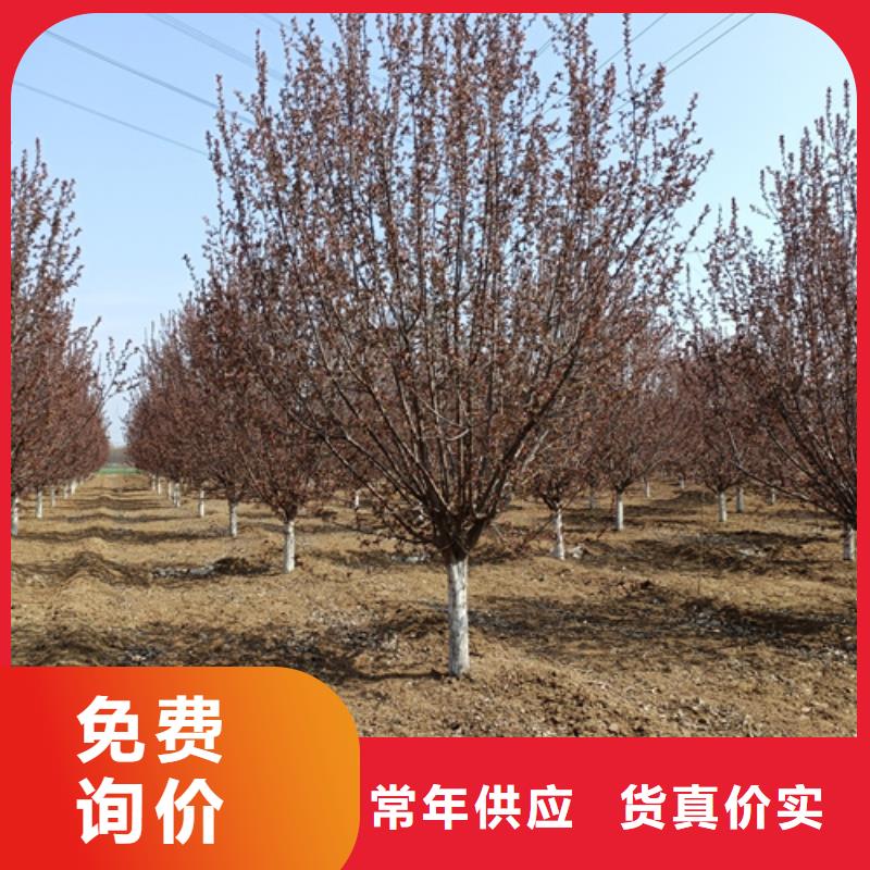 法桐小苗为您服务绿化苗木本地供应商