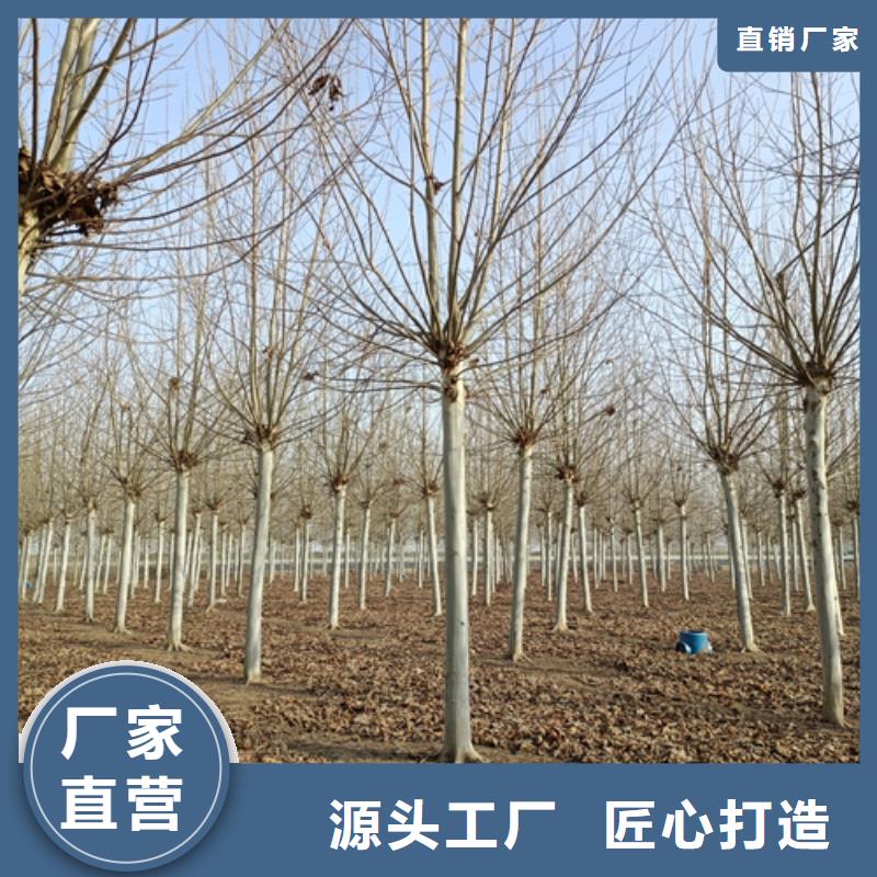 法桐实力见证本地供应商