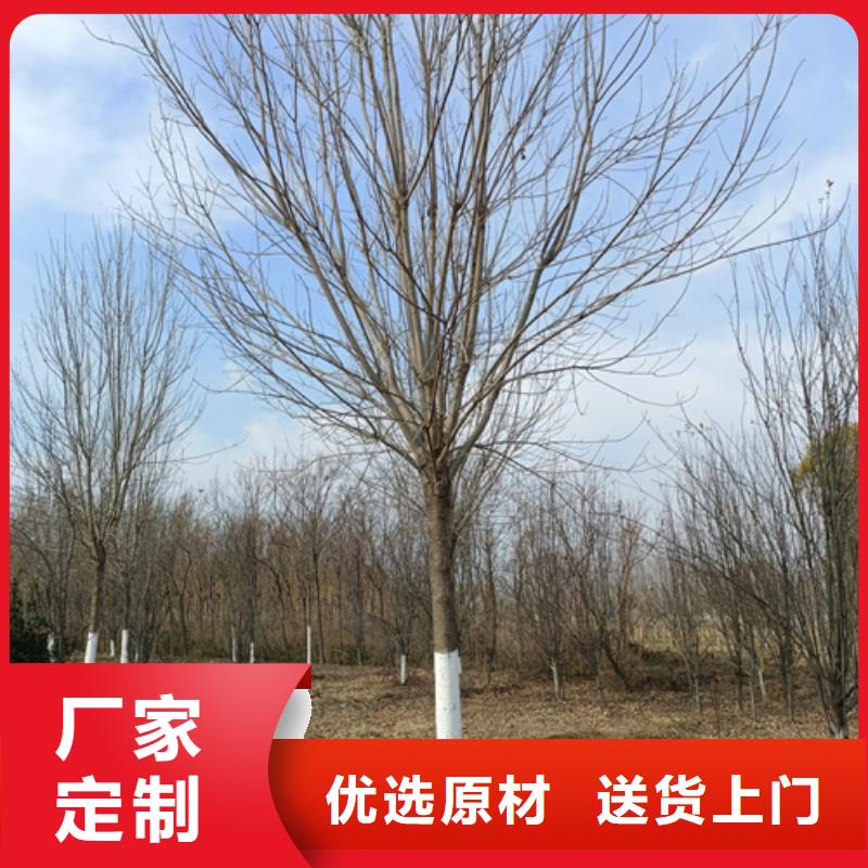 造型法桐免费咨询绿化苗木产地批发
