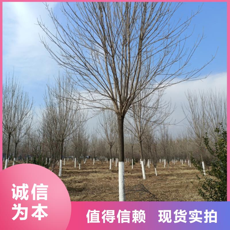 法桐价格放心选择绿化乔木匠心品质