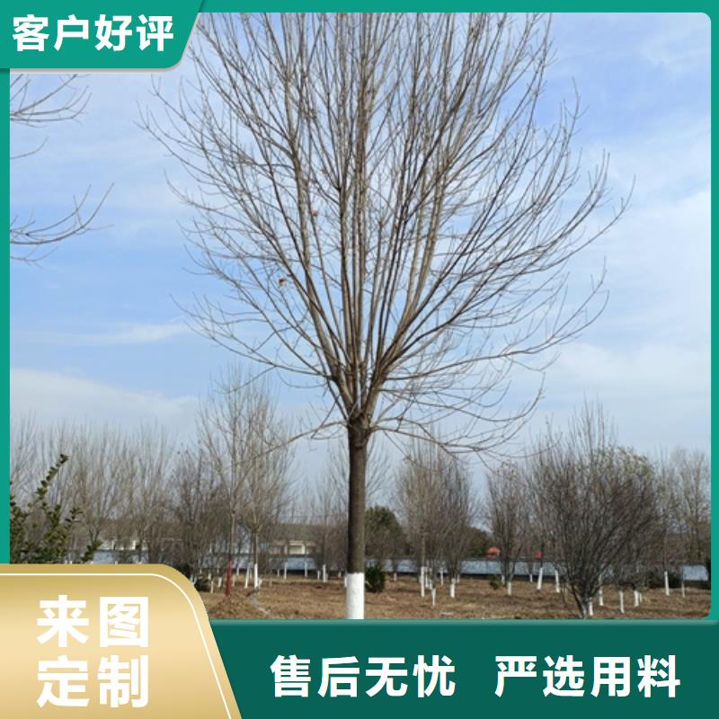 造型法桐生产厂家欢迎咨询订购销售的是诚信