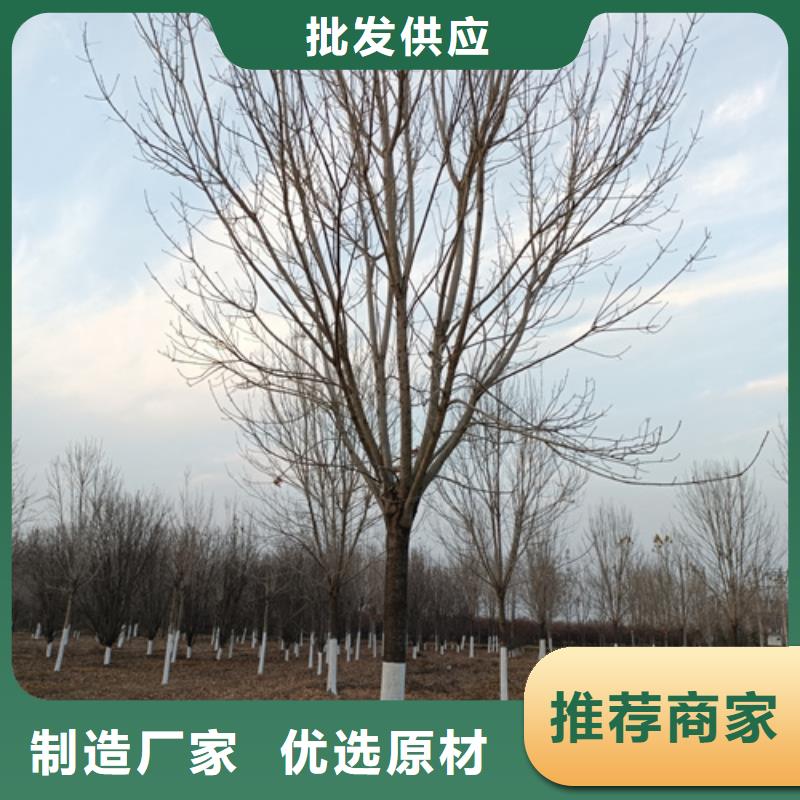 造型法桐现货供应苗木基地口碑好实力强