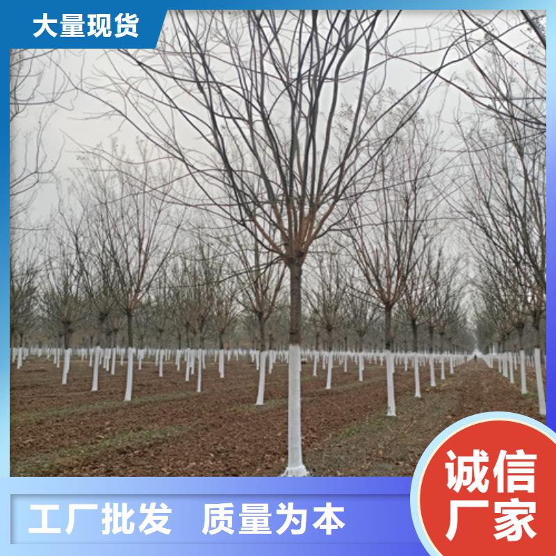 法桐价格现货直供苗木基地质量优价格低