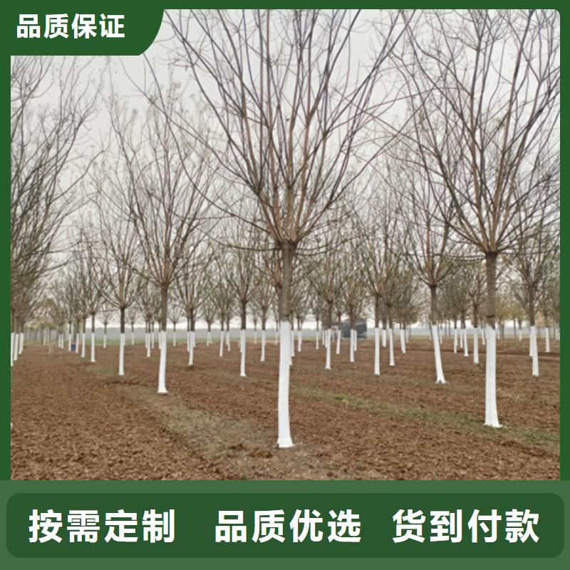 造型法桐的厂家-翌昊苗木种植基地自有厂家