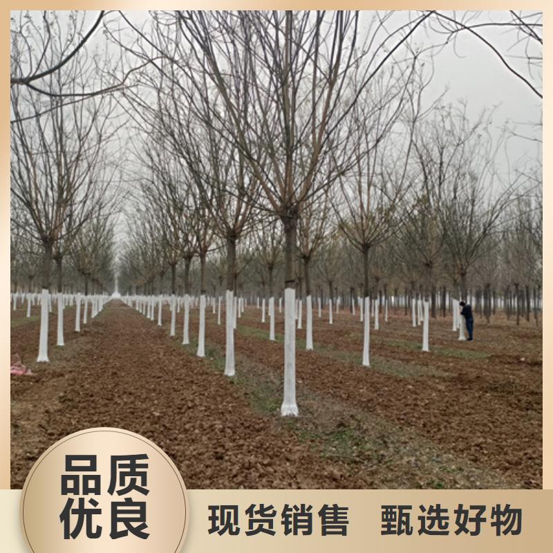 法桐行情畅销全国绿化乔木本地经销商