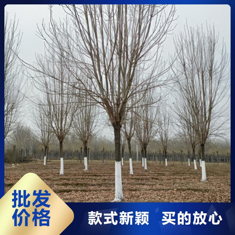 法桐,黄金槐按需设计本地供应商
