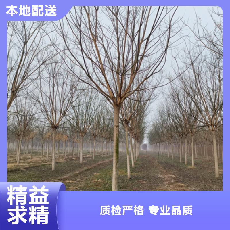 法桐小苗生产厂家、批发商本地货源
