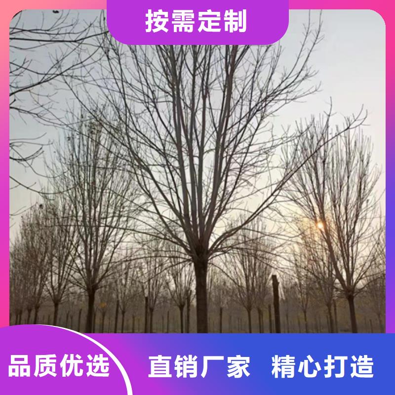 速生法桐诚信企业绿化苗木原料层层筛选