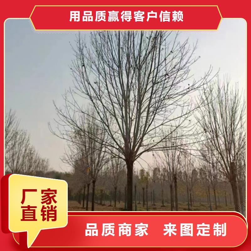 关于法桐小苗的小知识本地生产厂家