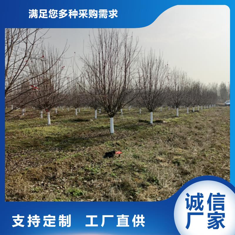 法桐品质为本本地生产厂家