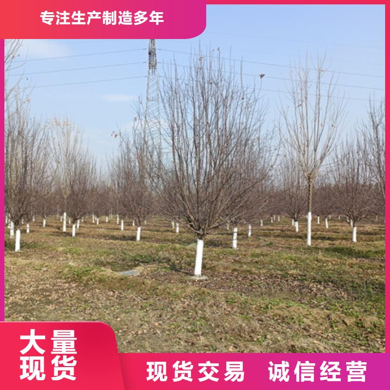 速生法桐、速生法桐厂家-发货及时当地生产厂家