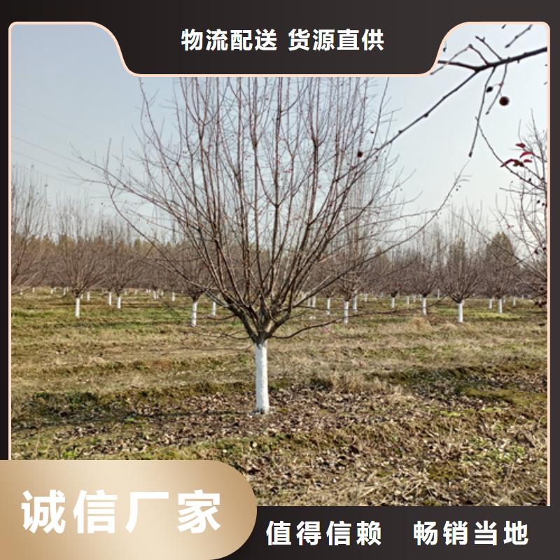 ​靠谱的速生法桐经销商让利客户