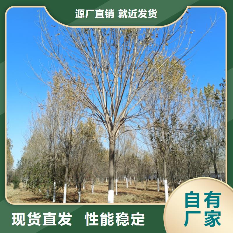 法桐承诺守信苗木基地把实惠留给您