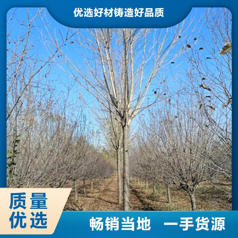 法桐价格欢迎来电绿化苗木专注质量