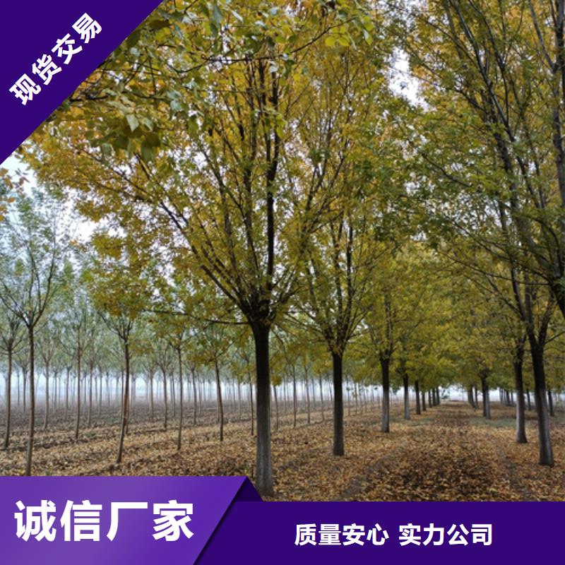 ​#法桐小苗#可定制精挑细选好货
