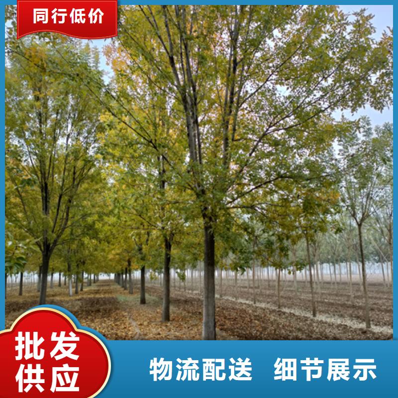 法桐小苗厂商匠心打造