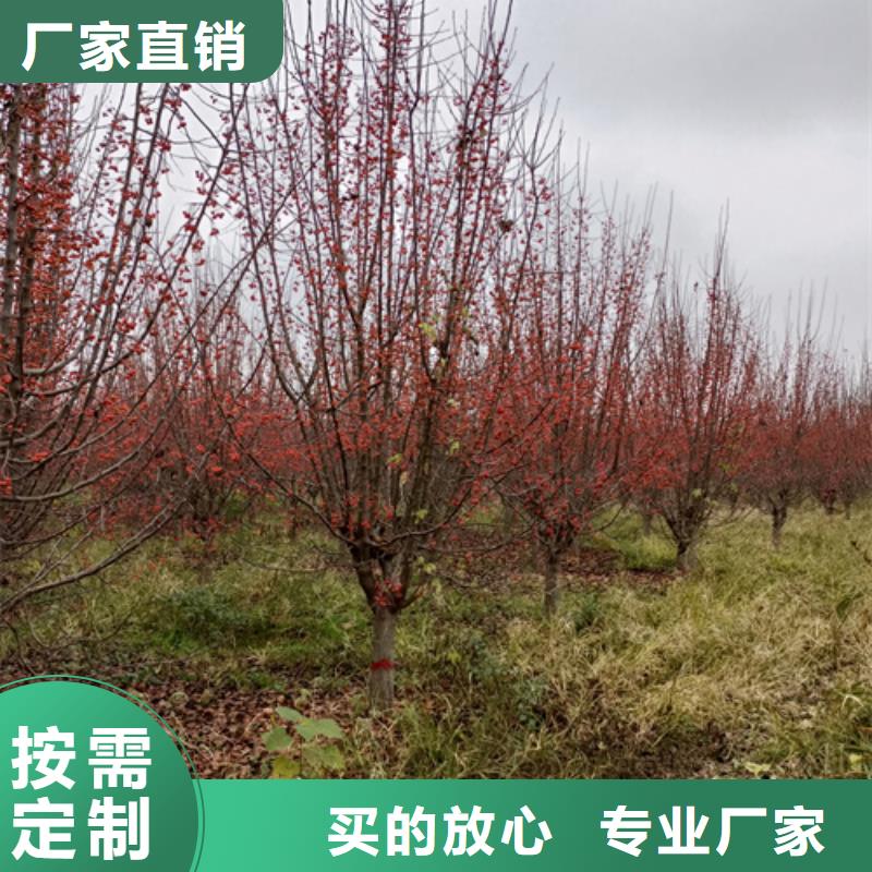 法桐黄金槐厂诚信经营同城货源