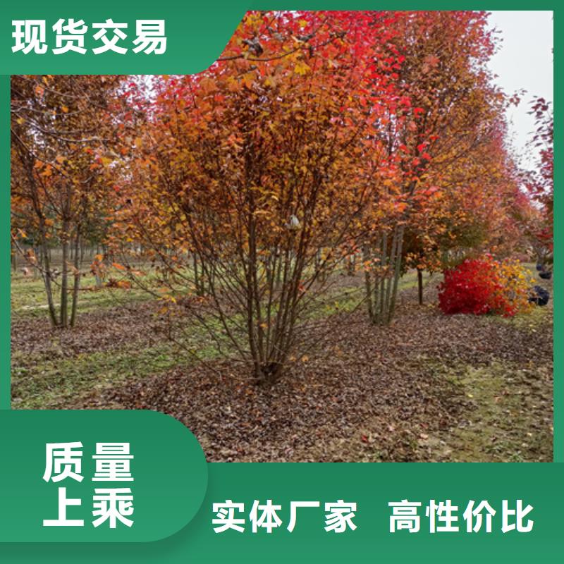 法桐小苗实力雄厚绿化乔木当地公司