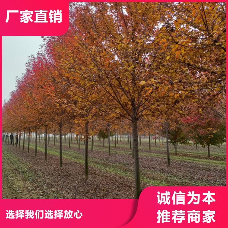 法桐小苗报价同城货源