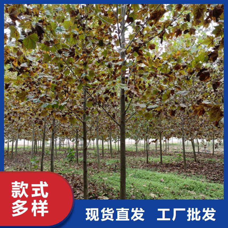 法桐厂家_咨询优惠本地经销商