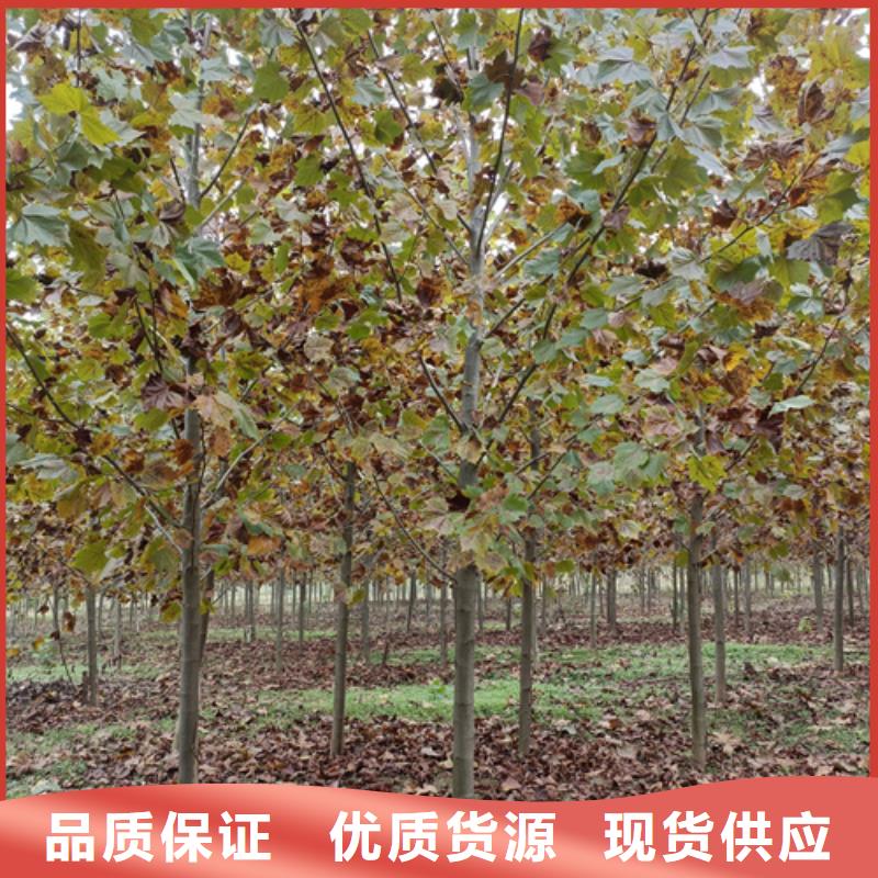 法桐行情-产品规格齐全优质货源