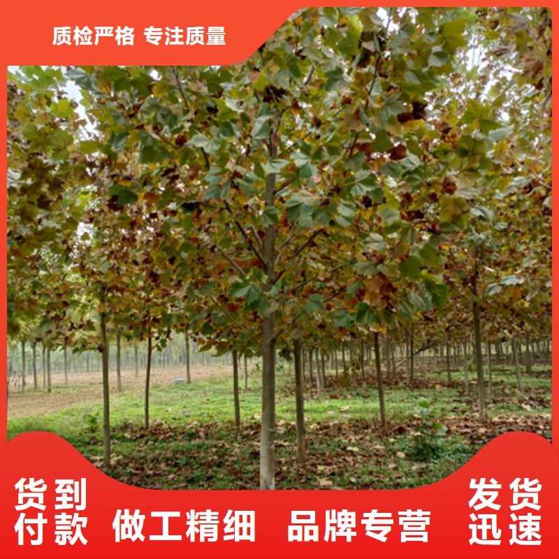 速生法桐购买注意事项产地工厂