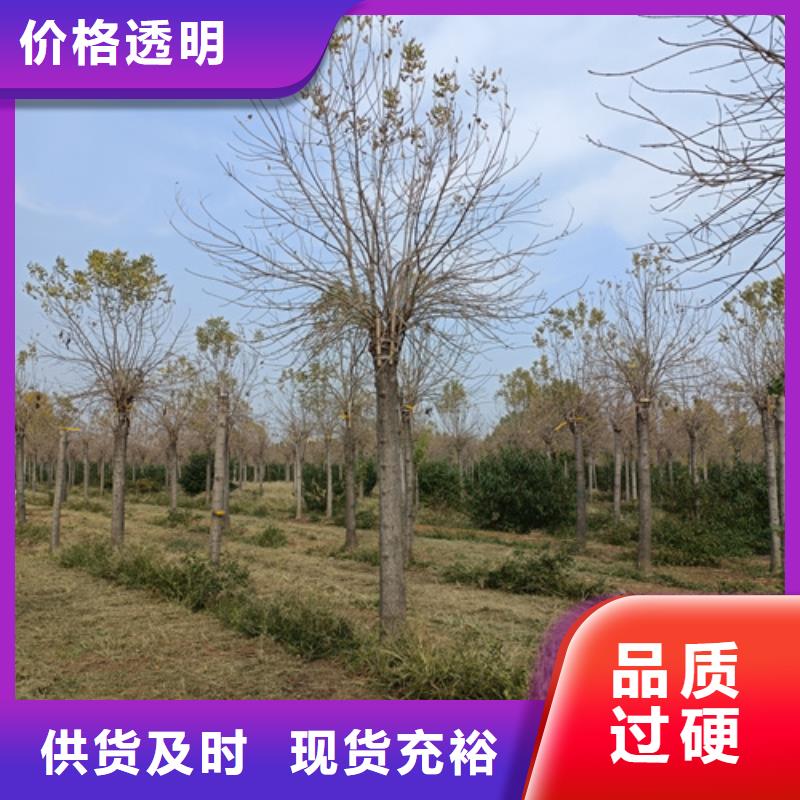 造型法桐_翌昊苗木种植基地当地服务商