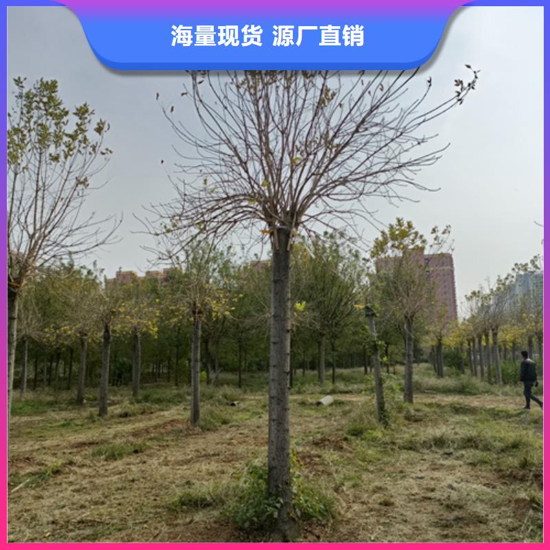 速生法桐现货直供苗木基地库存量大