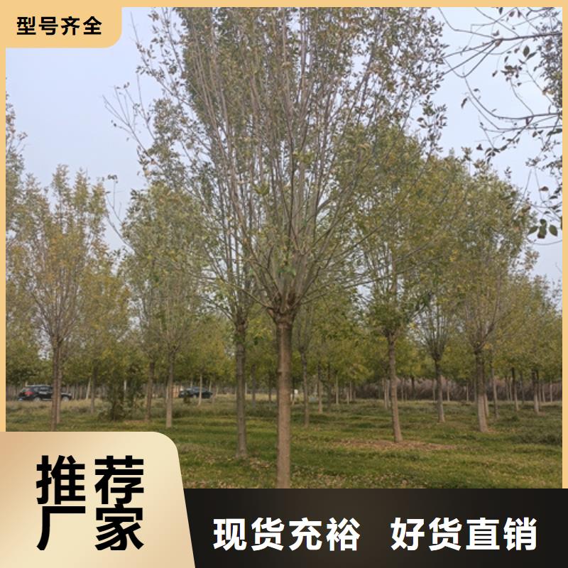 【法桐金叶白蜡质保一年】同城公司