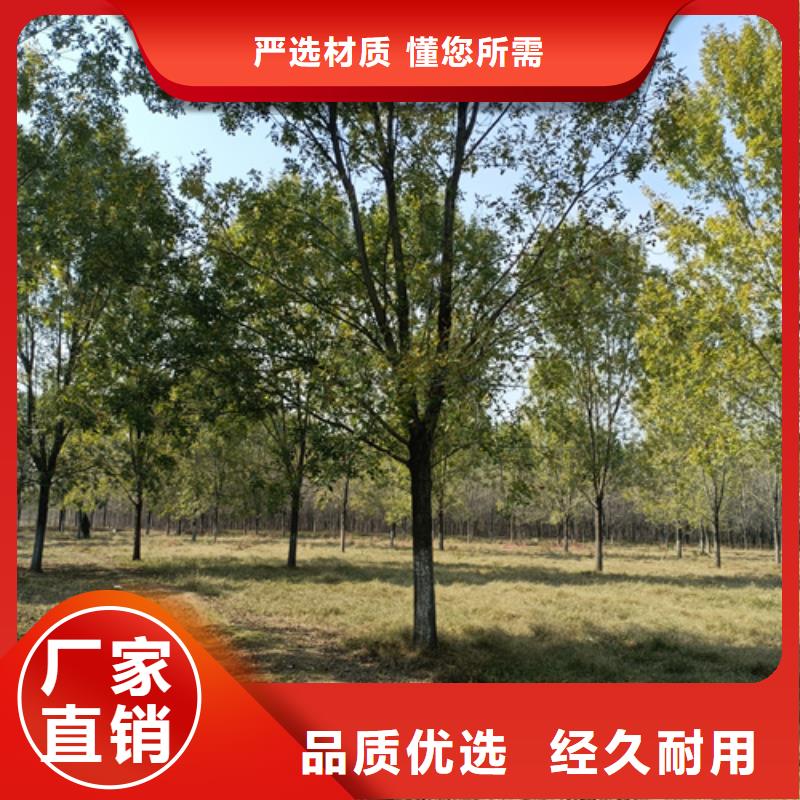 库存充足的法桐销售厂家服务至上