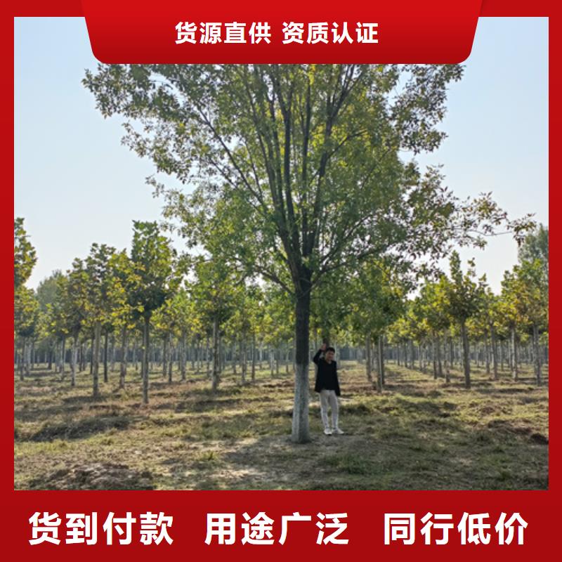 法桐价格货源充足绿化苗木本地品牌