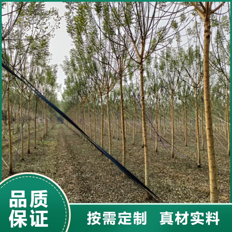 速生法桐厂家现货充足实力商家