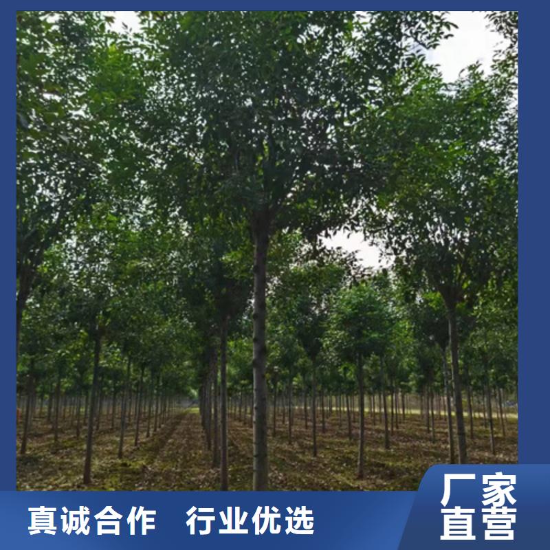 法桐行情品牌-报价_翌昊苗木种植基地专业信赖厂家