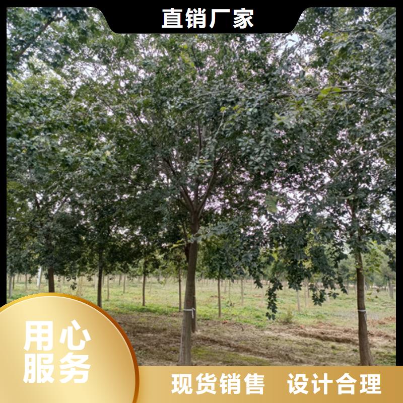 法桐行情厂家新报价源头厂商