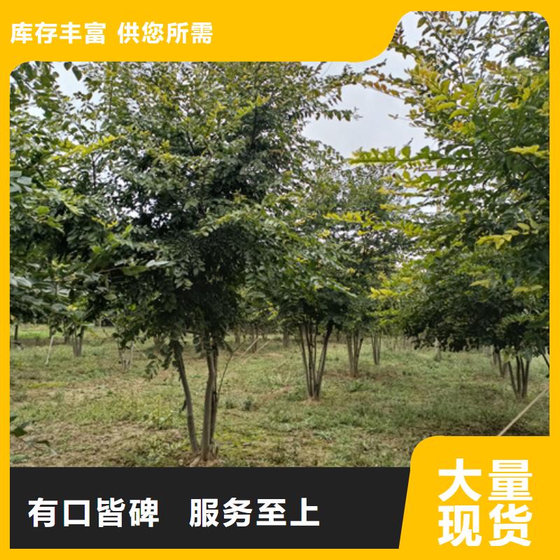 速生法桐放心选择绿化苗木本地厂家