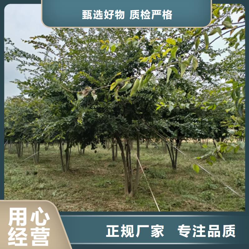 法桐小苗价格优惠苗木基地货真价实