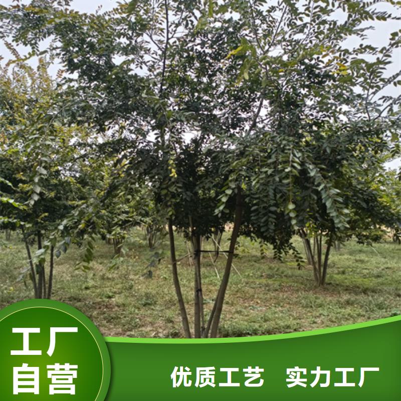 值得信赖的速生法桐基地层层质检